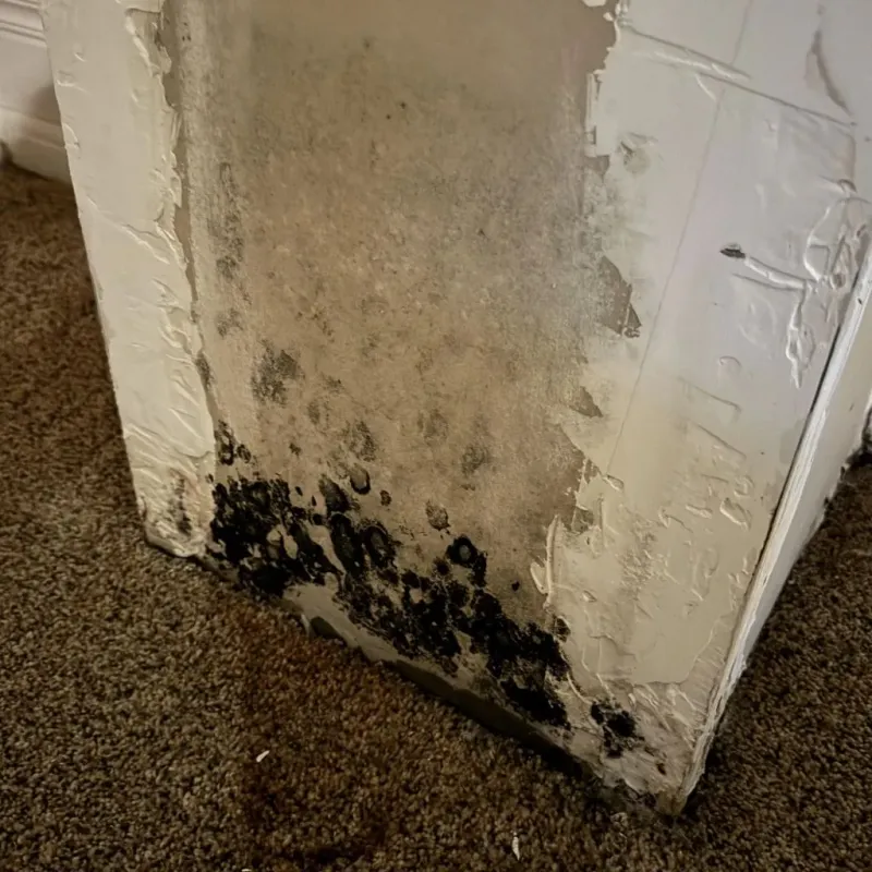 Professional Mold Removal in Goddard, KS